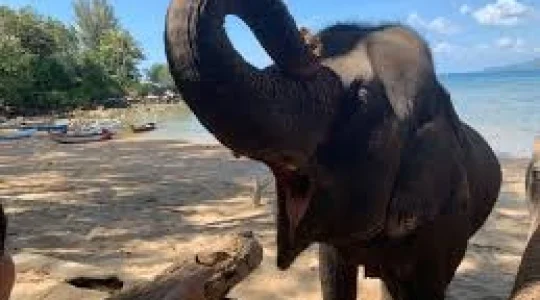 ビーチで象乗り